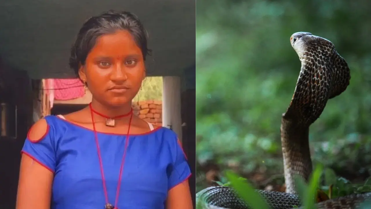 snake bites dolly from hamirpur saven times