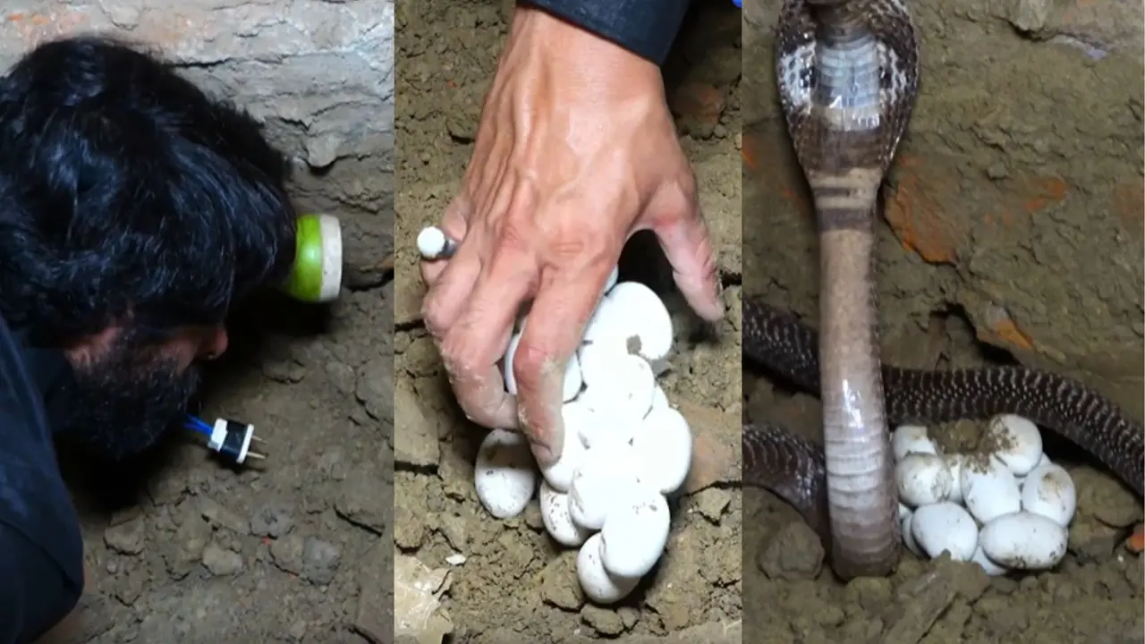 Snake Catcher Murliwale Hausla Rescue Video