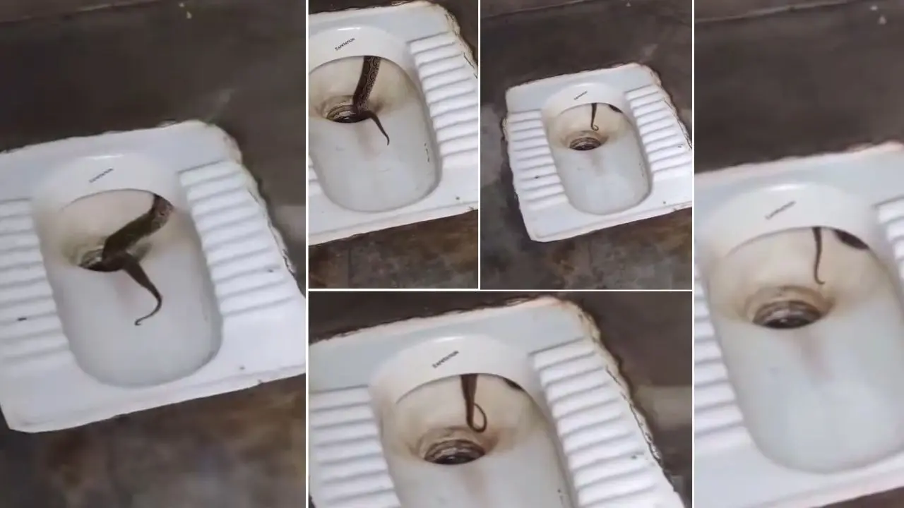 snake in toilet