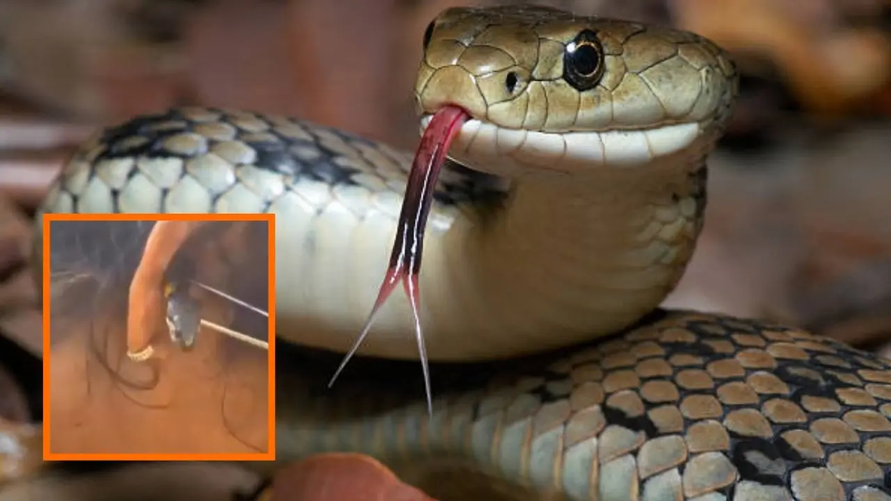 Snake in woman ear