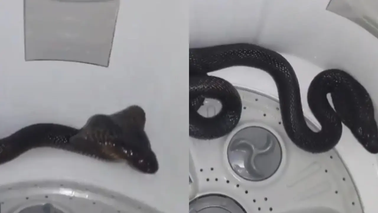 Snake inside washing machine, viral video