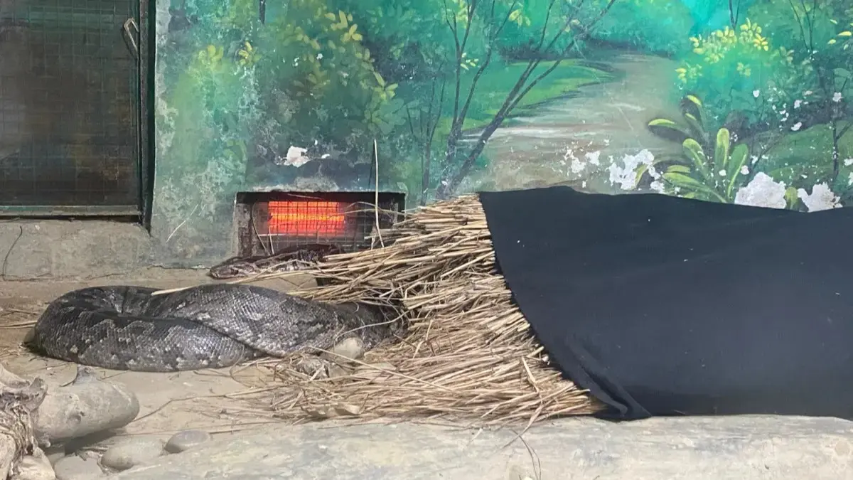 snake needs more care, heaters and blankets