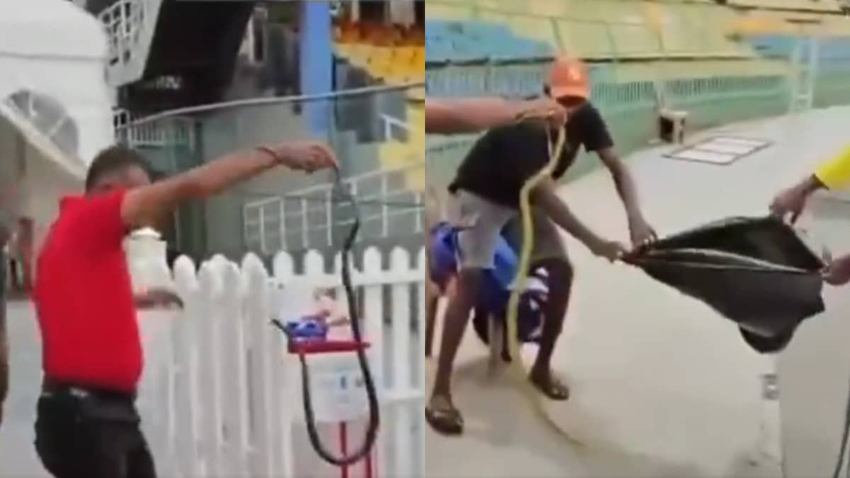 Snake spotted in Pakistan's dugout