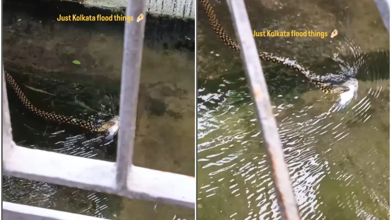 'Snake is Also Bengalified': Snake Swims With Fish in Its Mouth in Flooded Backyard of Kolkata Home, Internet Reacts snake swimming through floodwater with a fish in its mouth