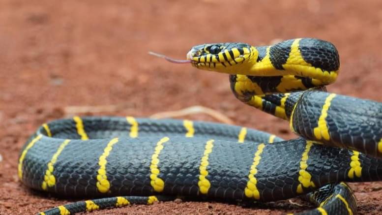 Description of the pic