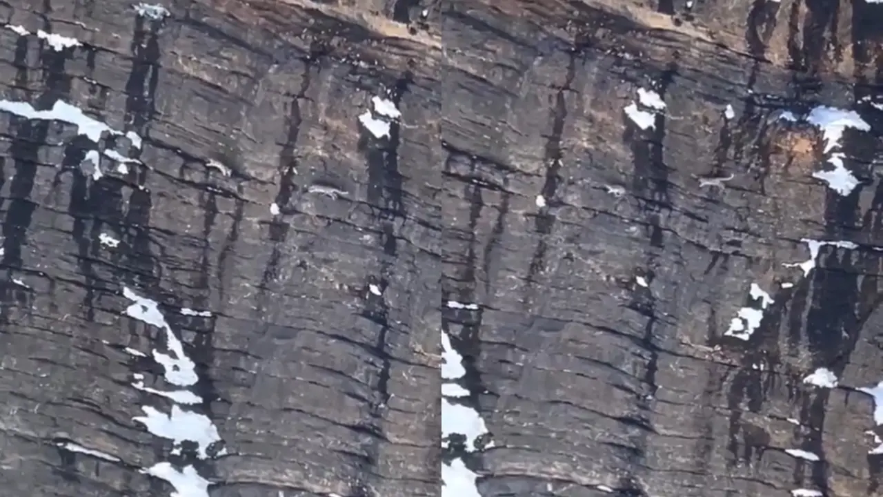 Snow Leopard Viral Video