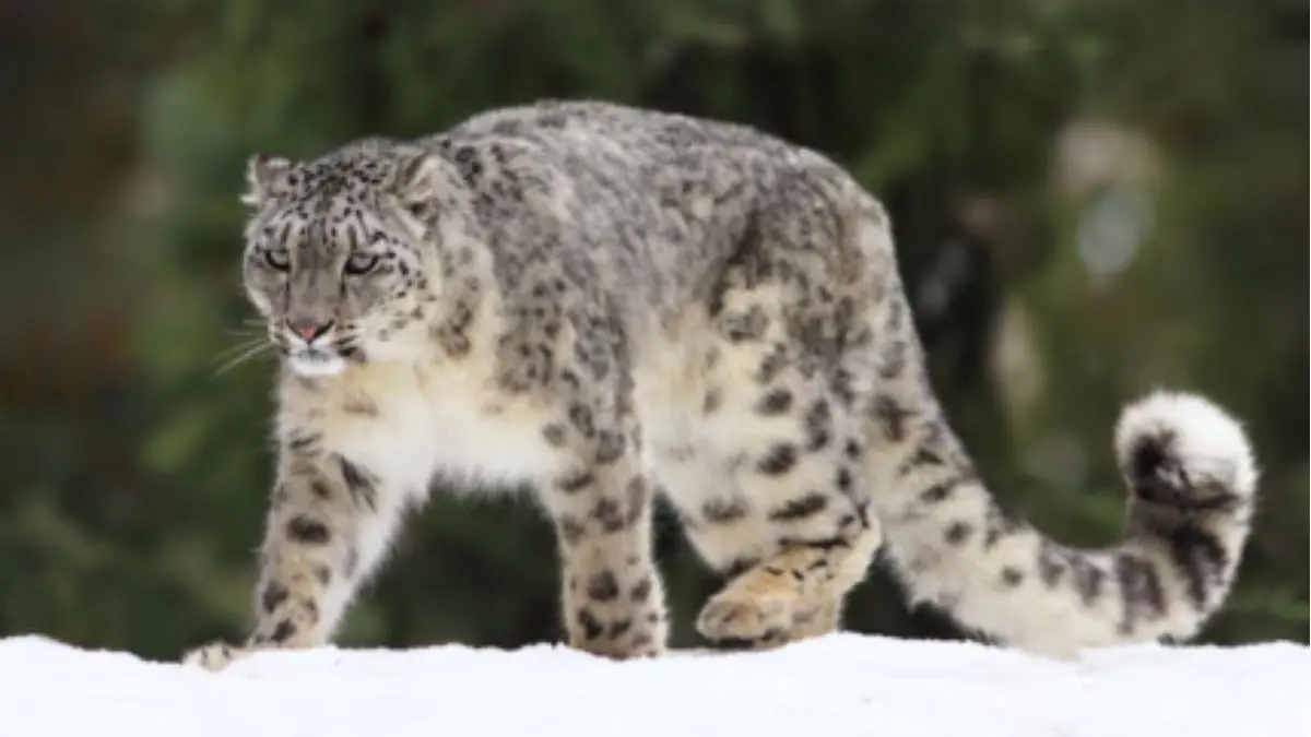 ‘Ghost Of Himalayas’: New Hope For Snow Leopards As High-Altitude Biodiversity Is Found Year-Round In JK Snow Leopards