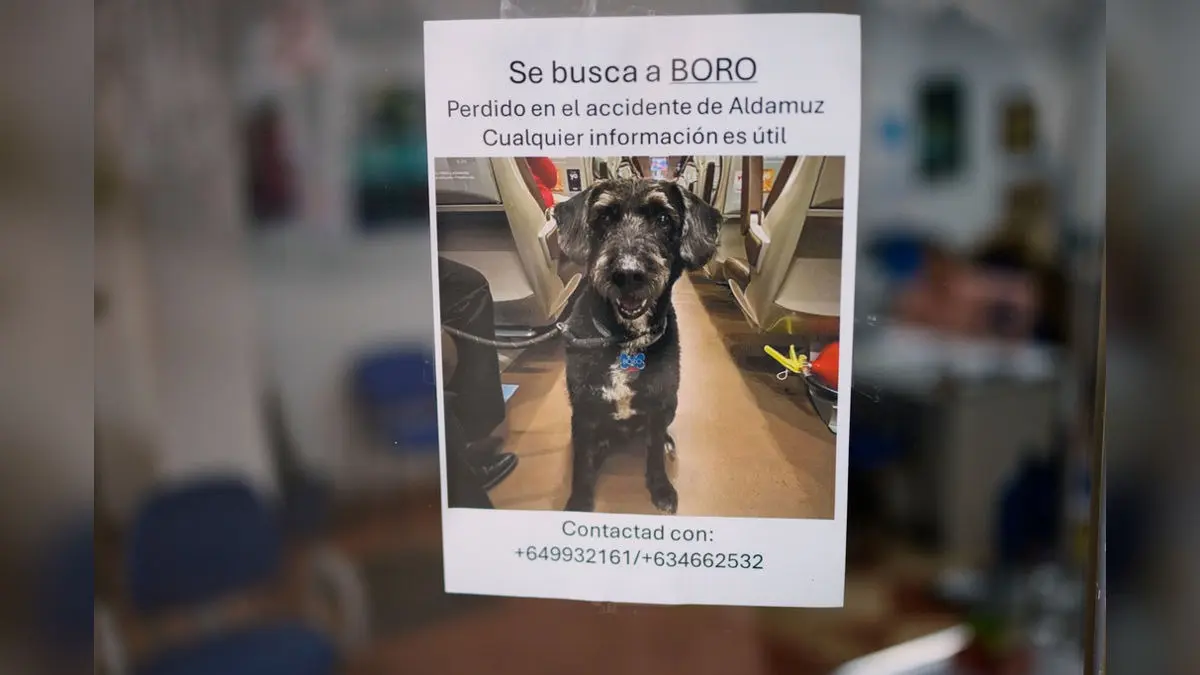 Social Media Mobilise To Find Boro, A Dog Who Survived Spain's Train Crash Social Media Mobilise To Find Boro, A Dog Who Survived Spain's Train Crash