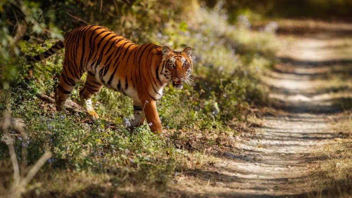 Description of the pic