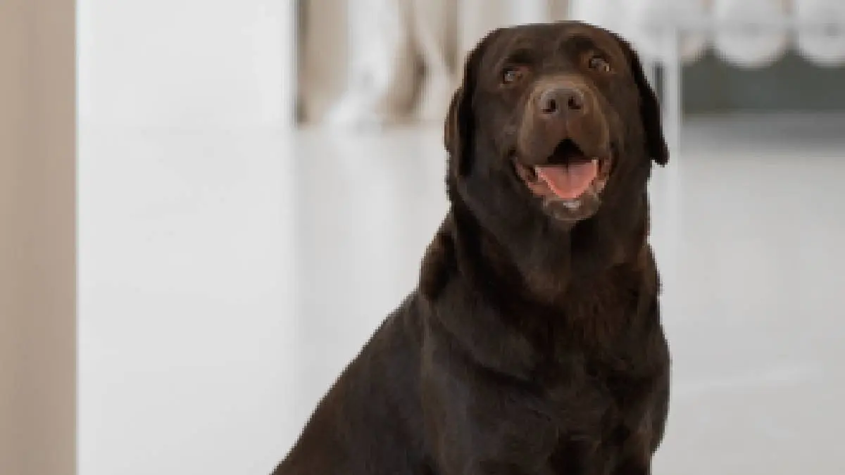 Patna dog residential certificate