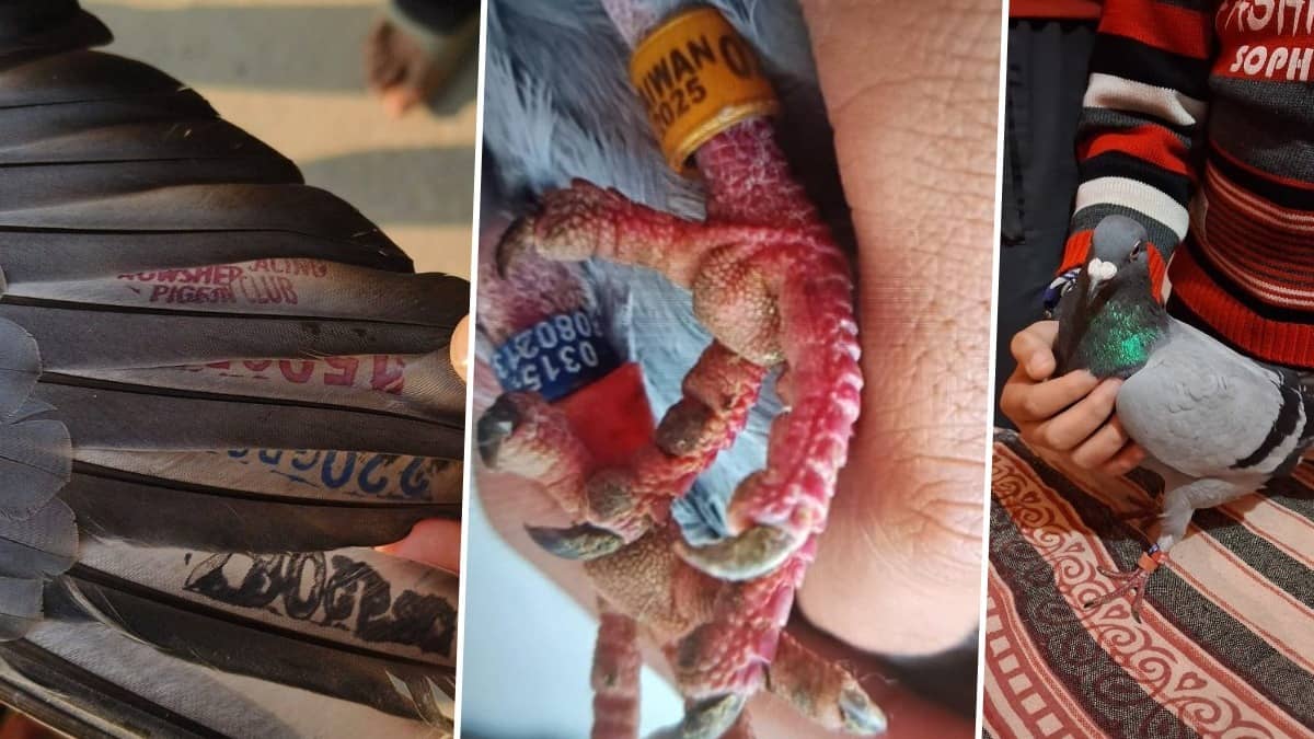 'Spy' Pigeon? Bird with Coded Leg Rings and Pakistani Markings Found in J&K's Akhnoor