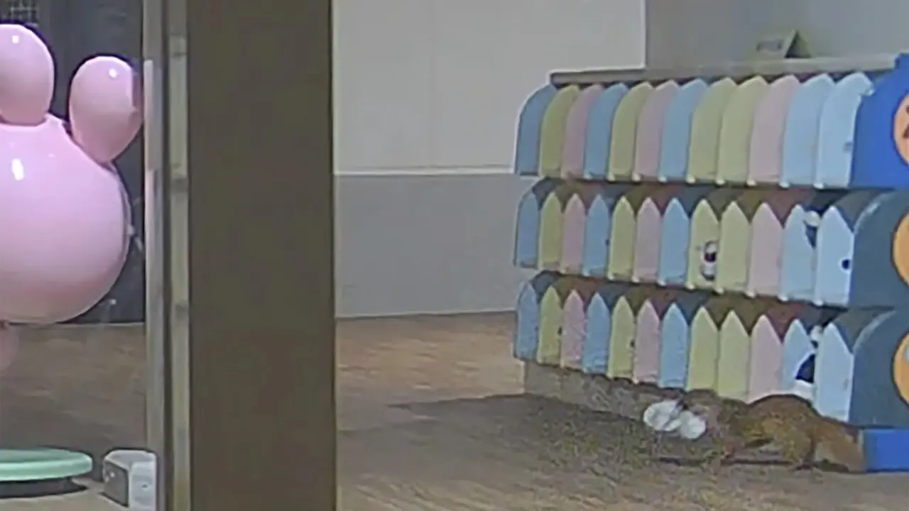 Stolen Shoe Mystery Solved at Japanese Kindergarten When Security Camera Catches Weasel in the Act