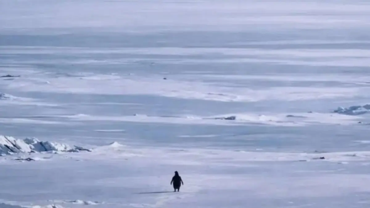 Story behind the viral 'Nihilist Penguin'