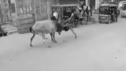 दिल्ली में सांड के हमले में एक व्यक्ति की मौत, दूसरा घायल Bull Attack