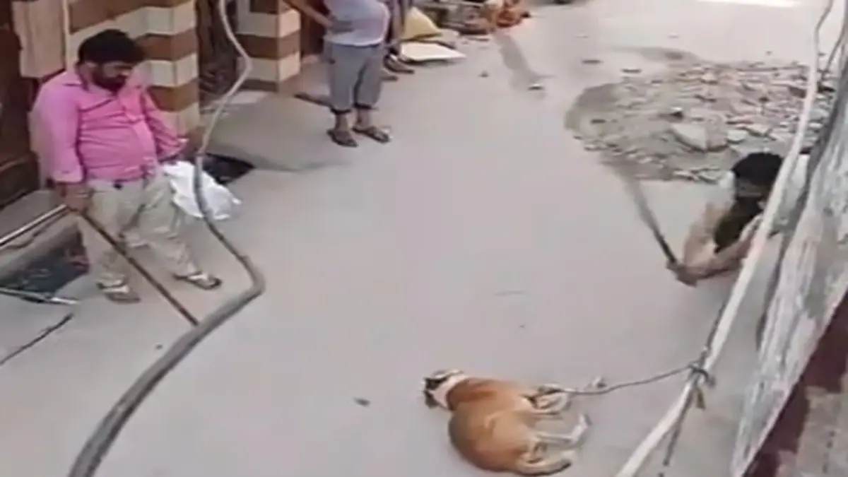 Stray Dog Beaten To Death in Delhi