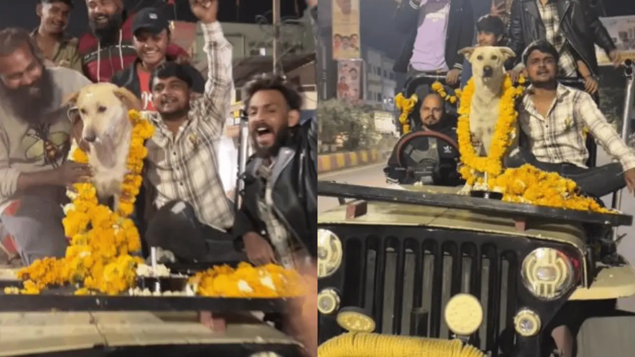Men Celebrate Stray Dog 'Ludo' Birthday with Jeep Ride and Party in Madhya Pradesh | WATCH Stray dog birthday