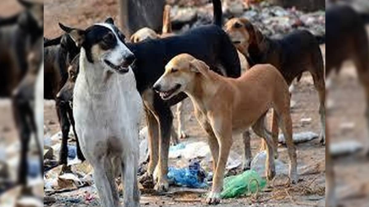 Stray Dog Bites Israeli Woman at Jaipur Airport, Rajasthan HRC Seeks Report