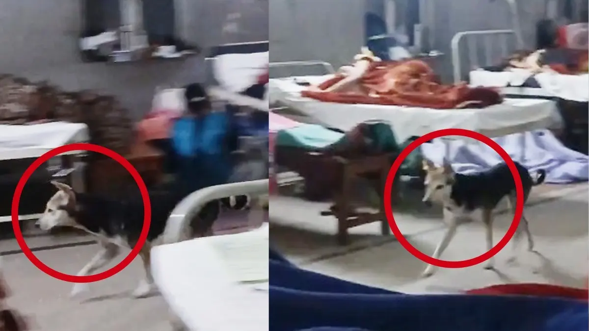 Stray Dog Walks Freely Inside Kanpur Hospital’s Maternity Ward, Sparks Safety Concerns | WATCH VIDEO