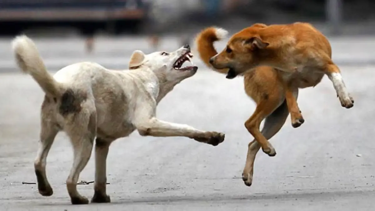 3-Judge Supreme Court Bench To Hear Delhi Stray Dogs Matter Today Stray Dog Menace Case in SC