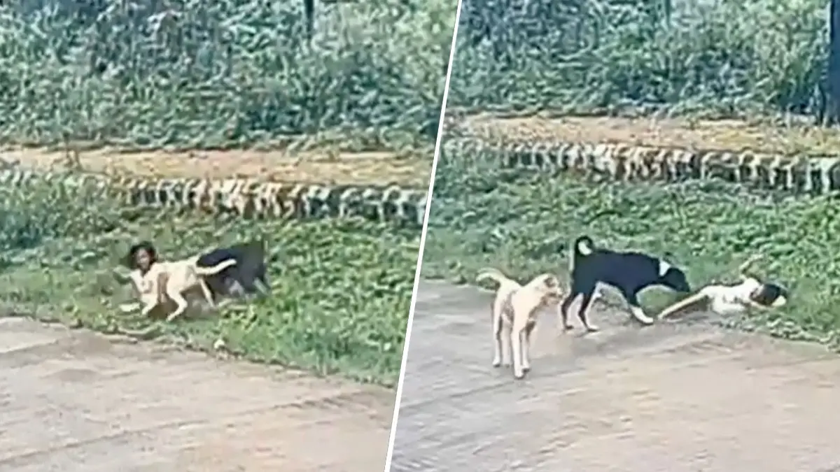 Stray Dogs Attack Young Girl in Hubli, Shocking CCTV Video Surfaces