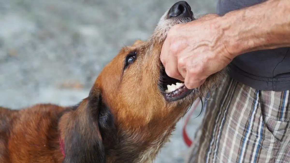 Stray Dogs Bite Safety Tips