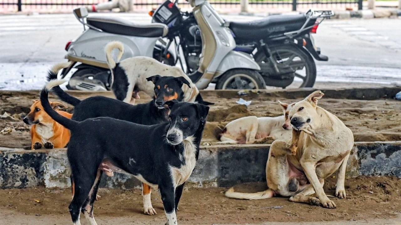 Stray dogs in India