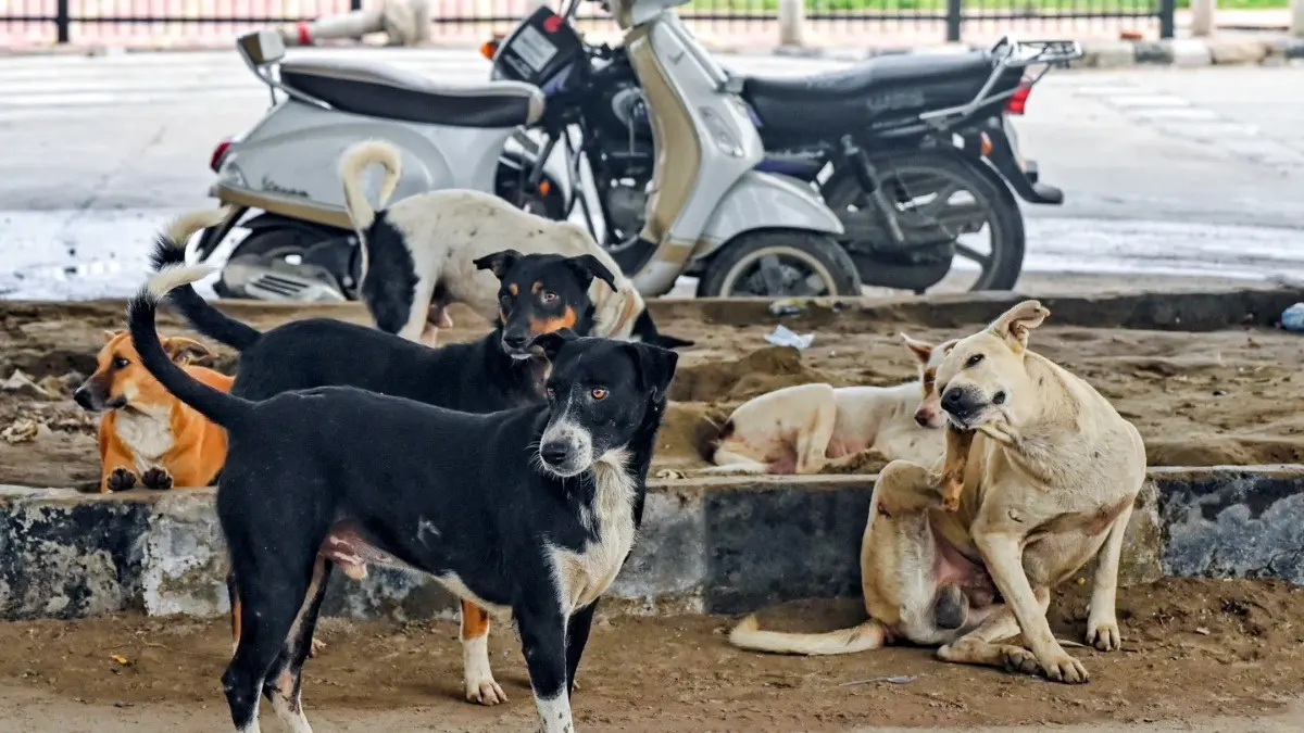 Stray dogs in New Delhi