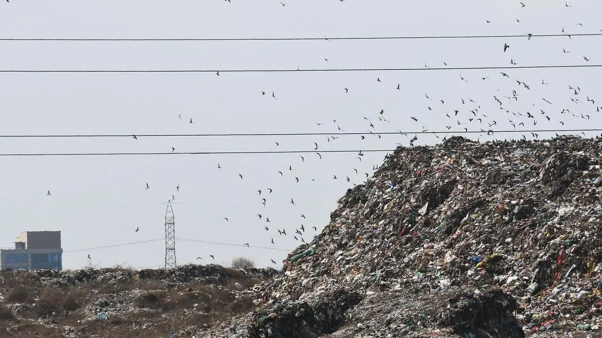 Street Dogs, Broken Sidewalks, Potholed Roads: Congress MP Slams Chennai Corporation Over Sanitation, Says to Take Tips From Indore