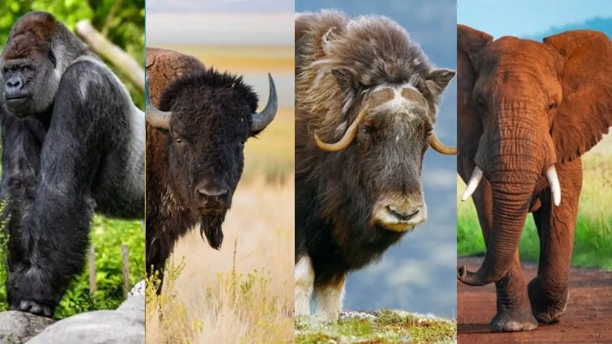 Strongest animal in the world