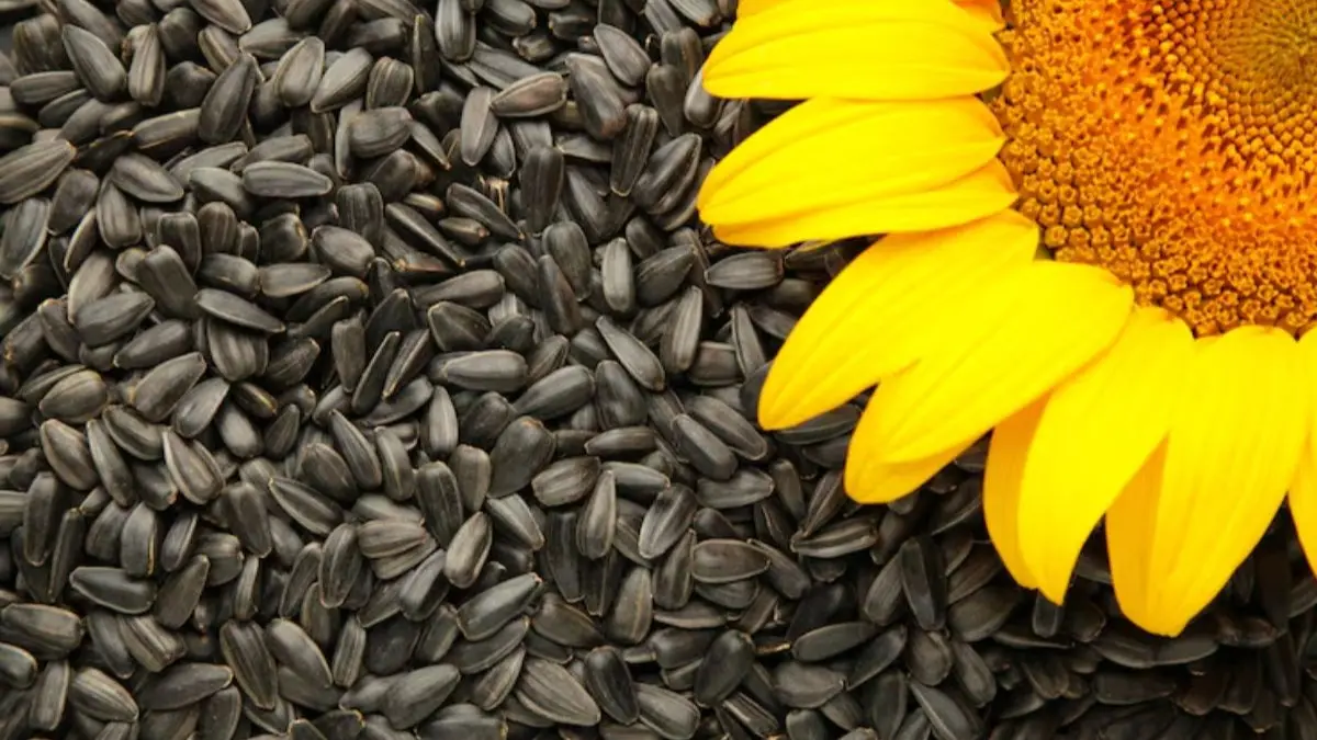 Sunflower Seeds for Skin