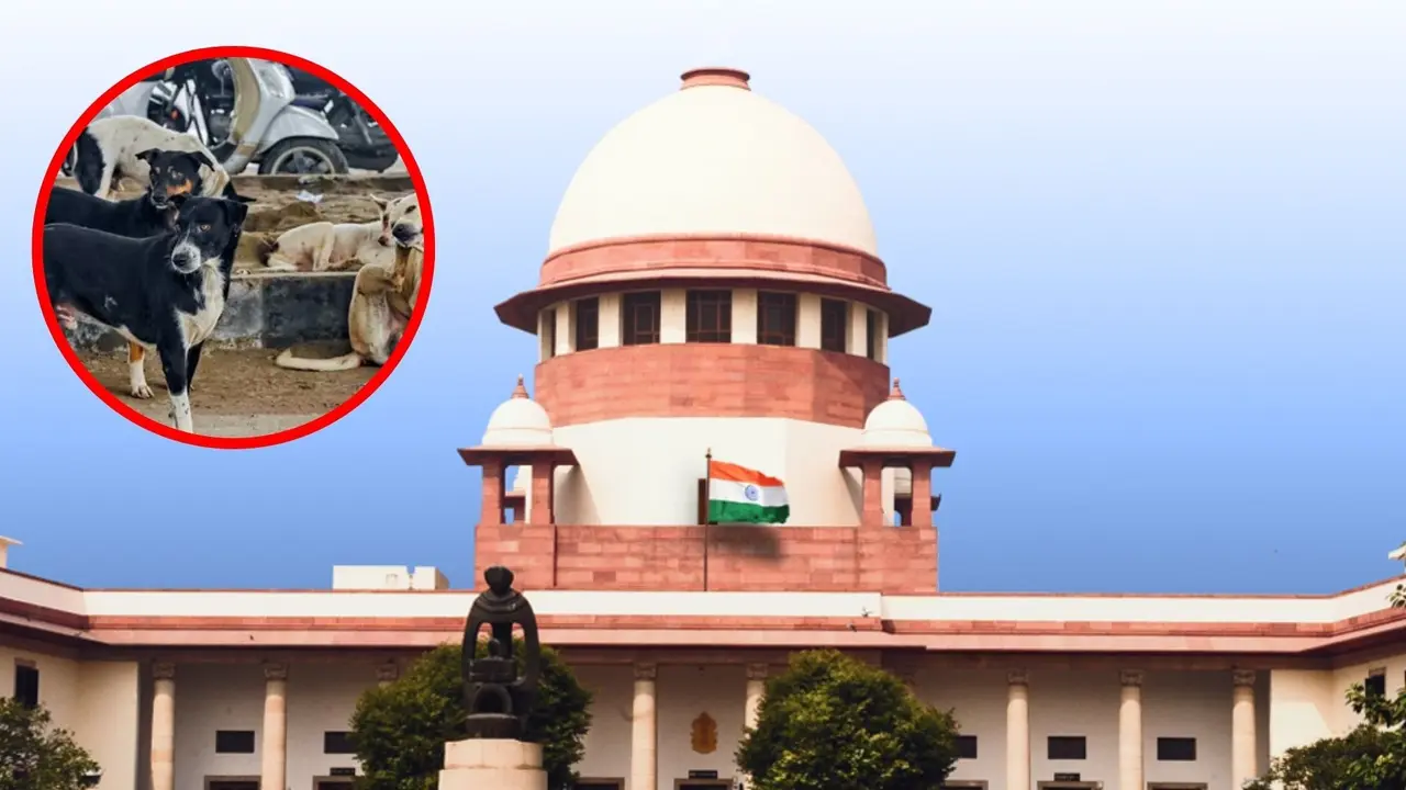 Supreme Court on Stray Dogs
