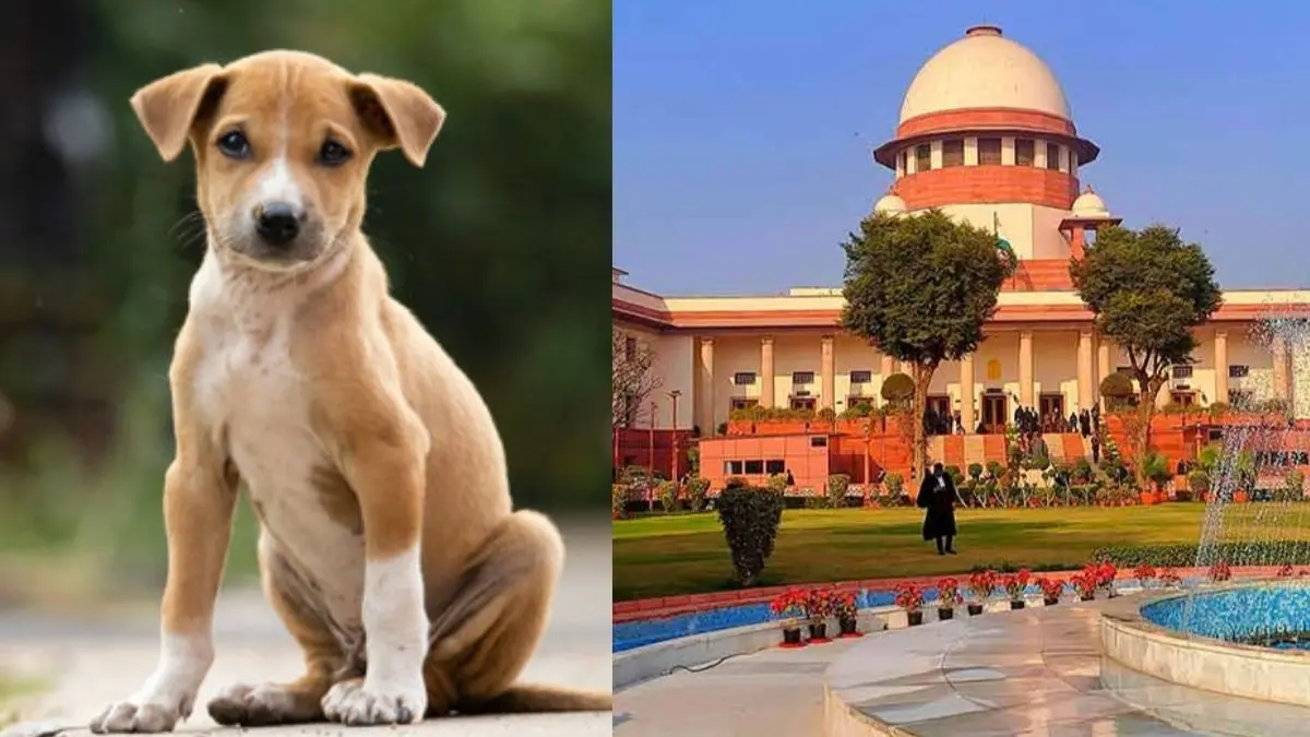 Supreme Court stray dogs case