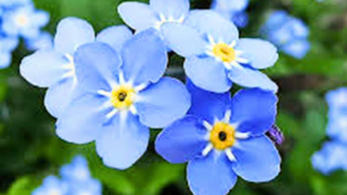 Swami Ramdev on Scorpion grass