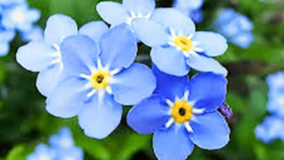 Swami Ramdev on Scorpion grass