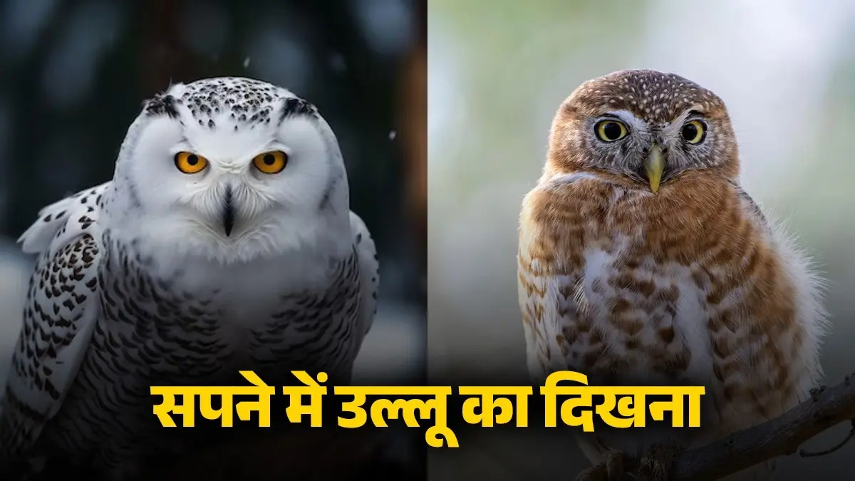 swapna-shastra white colour owl is lucky and can make your dream come true-sapne-me-safed-ullu-dekhne-ka-matlab kya hai