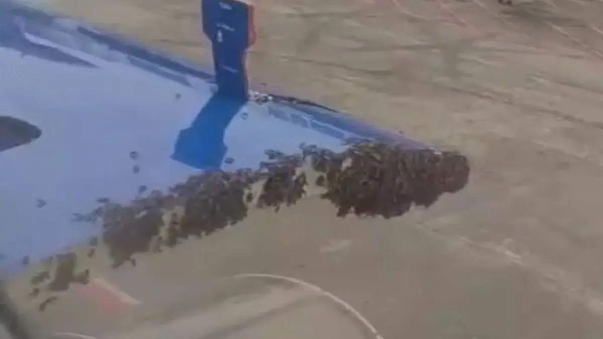 Swarm of Bees Attacks IndiGo Surat–Jaipur Flight Before Take Off, Fire Brigade Called In