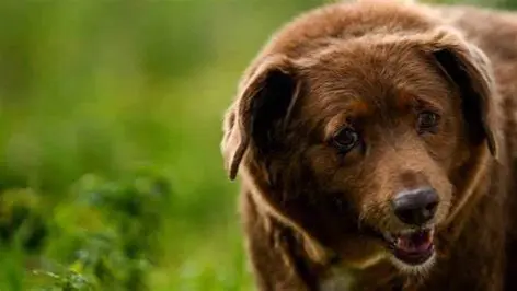 Follow These Essential Care Tips for Keeping Your Old Dog Take time to truly care for your senior