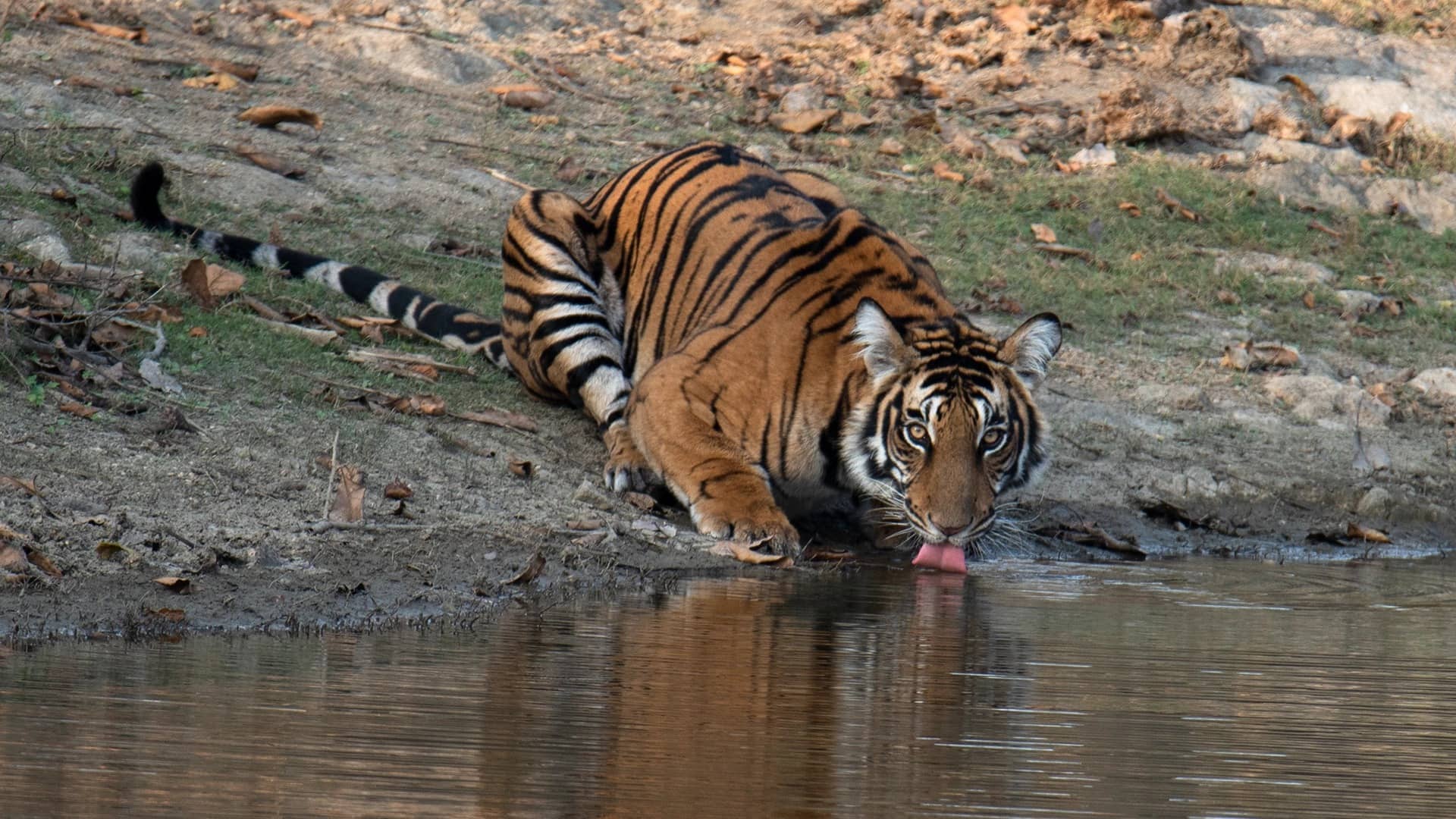 Tiger Attack Kills 4 Women In Chandrapur, Maharashtra Forest Department Launches Search In Gunjewahi Forest Area