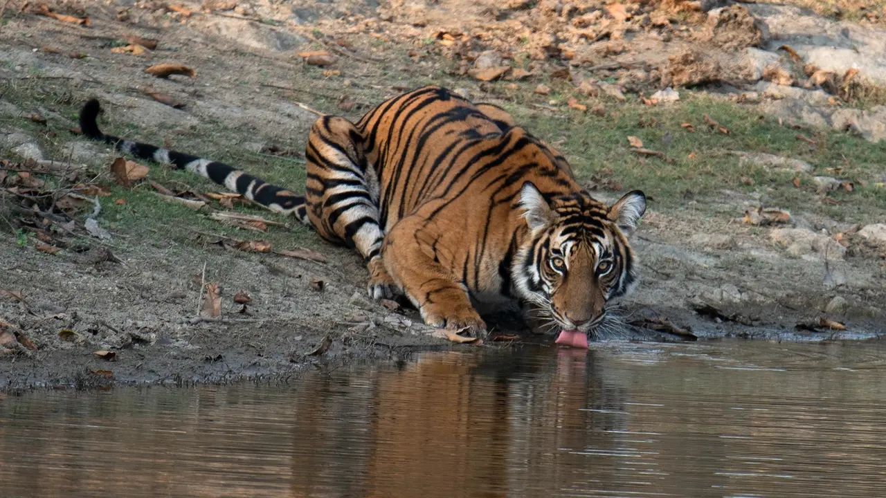 Tiger Attack Kills 4 Women In Chandrapur, Maharashtra Forest Department Launches Search In Gunjewahi Forest Area Tiger Attack Kills 4 Women In Chandrapur, Maharashtra Forest Department Launches Search In Gunjewahi Forest Area