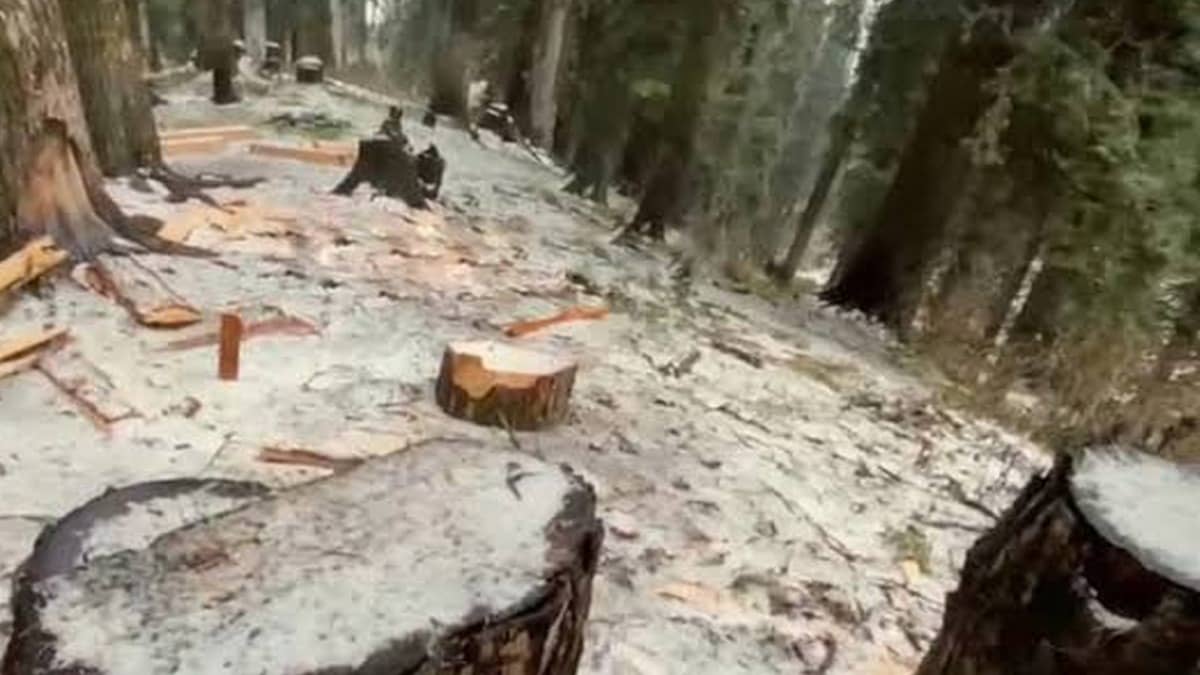 Tangmarg Shows Protected Forests Stripped Bare