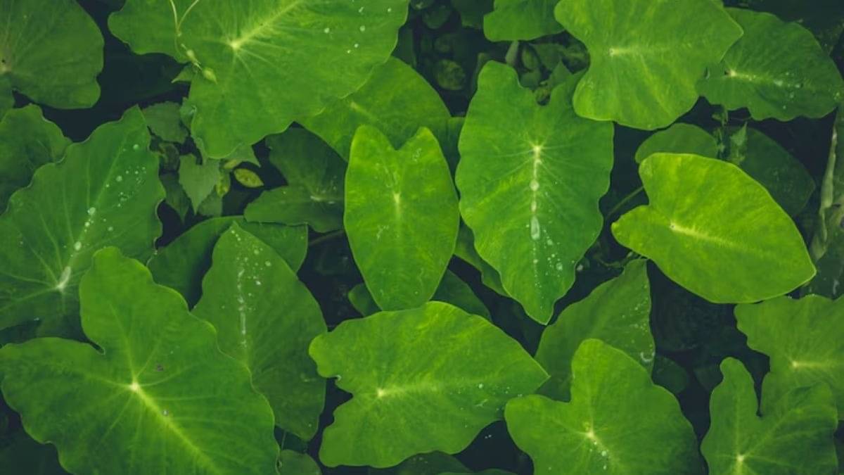 Description of the pic