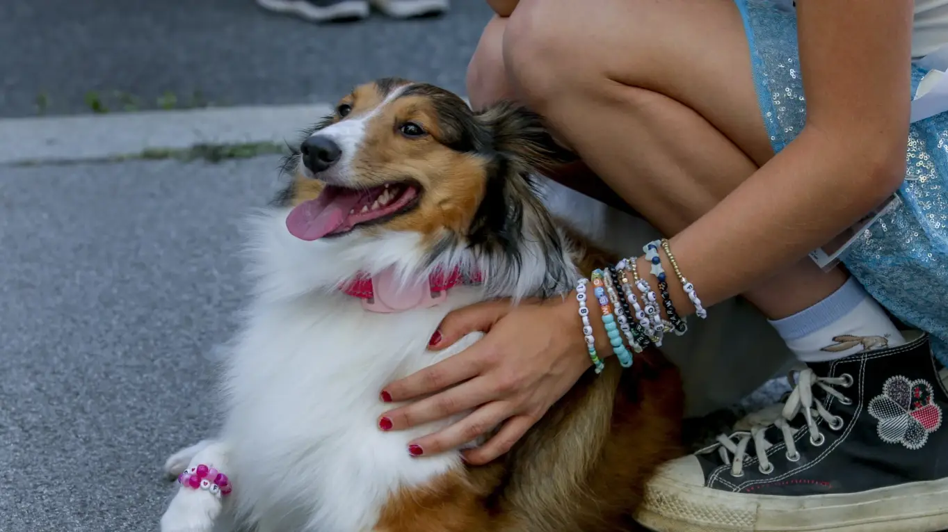 Description of the pic