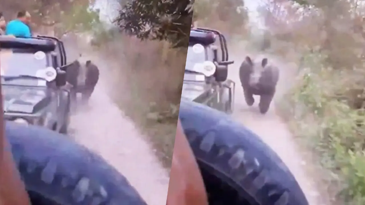 Terrified Tourists Scream as Rhino Chases Safari Car in Manas National Park
