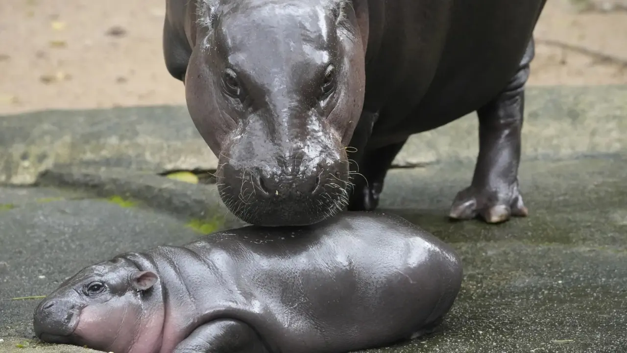 Thailand’s Baby Pygmy Hippo Moo Deng Now Has An Official Song in 4 Languages Thailand’s baby pygmy hippo Moo Deng now has an official song in 4 languages
