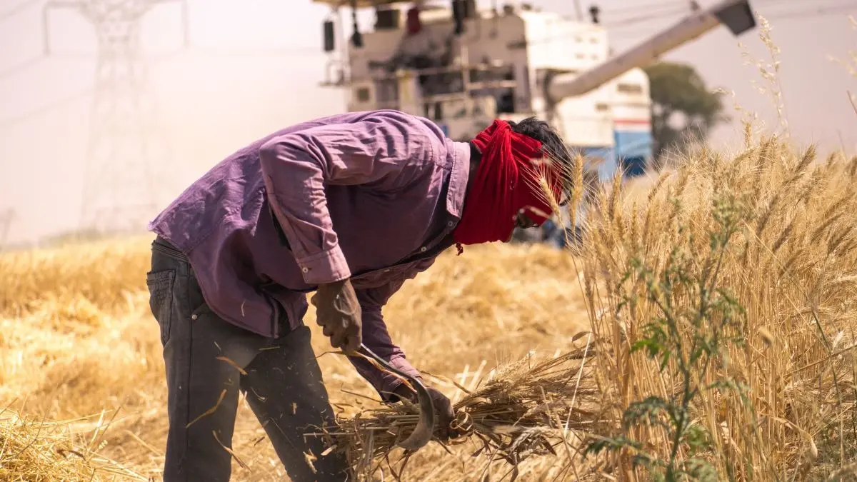 Centre Allows 25 Lakh MT Wheat Exports, Additional Sugar Exports - Here's Why wheat exports India