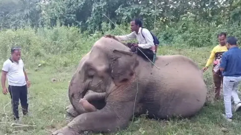 The elephant was discovered in a border village in Tripura's Unakoti district on September 11 last year.