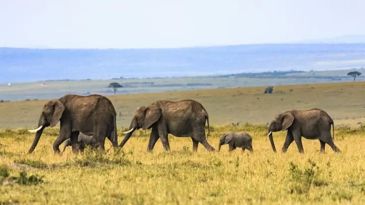 The elephants in Bostwana were likely poisoned by waterholes where toxic blooms of blue-green algae grew.