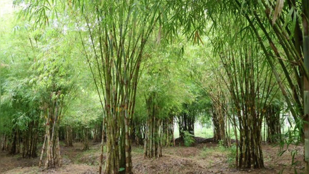 The Future of Indian Agriculture Lies in Building Scalable and Inclusive Value Chains