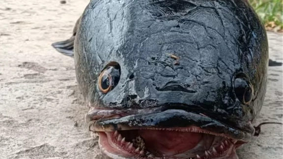 Rare Snake Fish In West Bengal's Malda, Fisherman Catches Giant-Sized Rare Snakehead ...