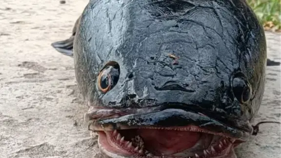 The Gojar, a rare species of snakehead fish